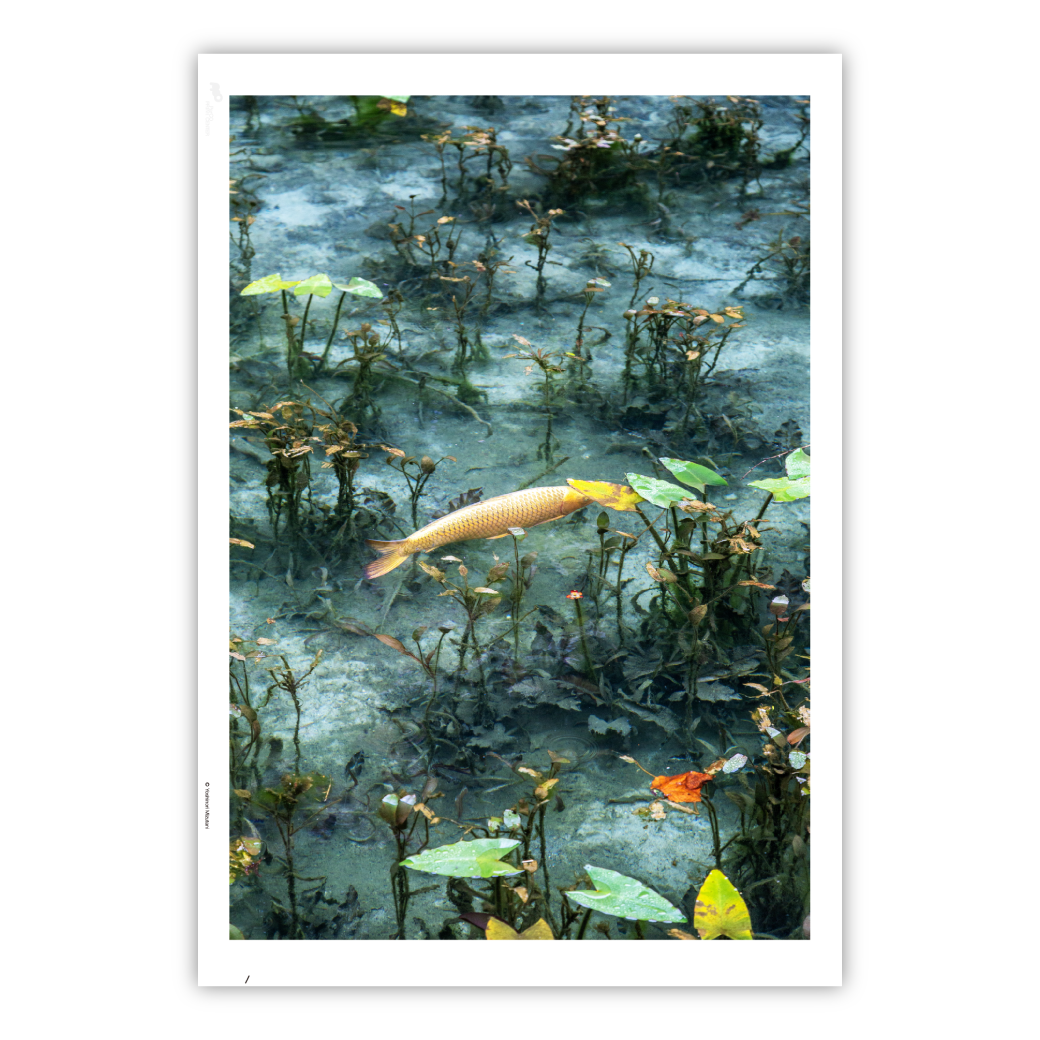 Color Yoshinori Mizutani 水谷吉法 写真集 作品集 COLORS - 水谷吉法 | shashasha 写々者 - 写真集とアートブック
